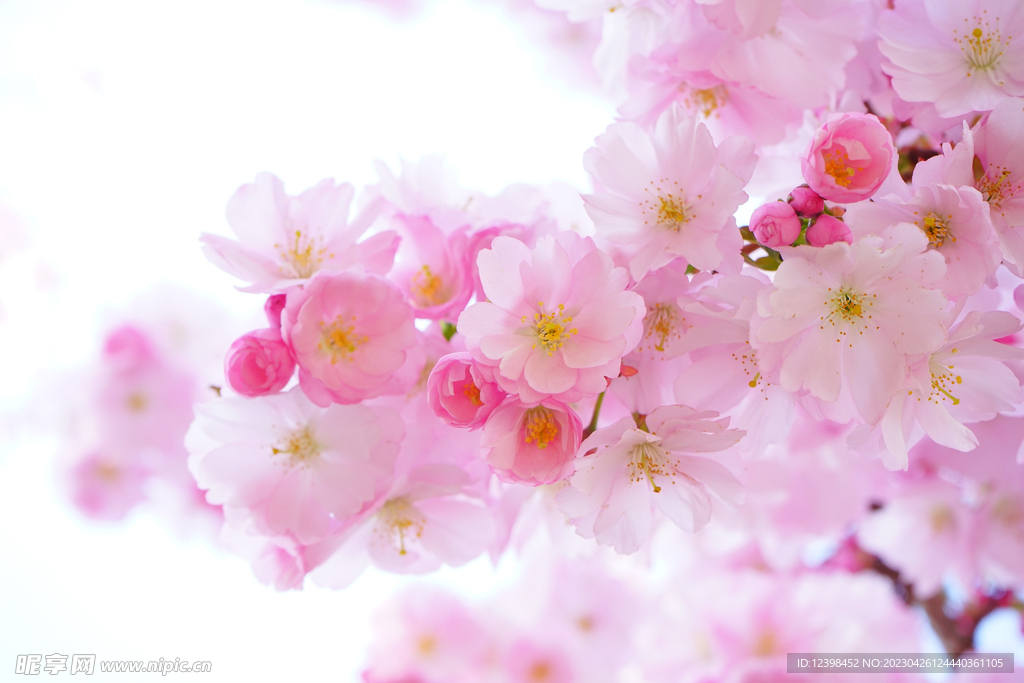 樱花