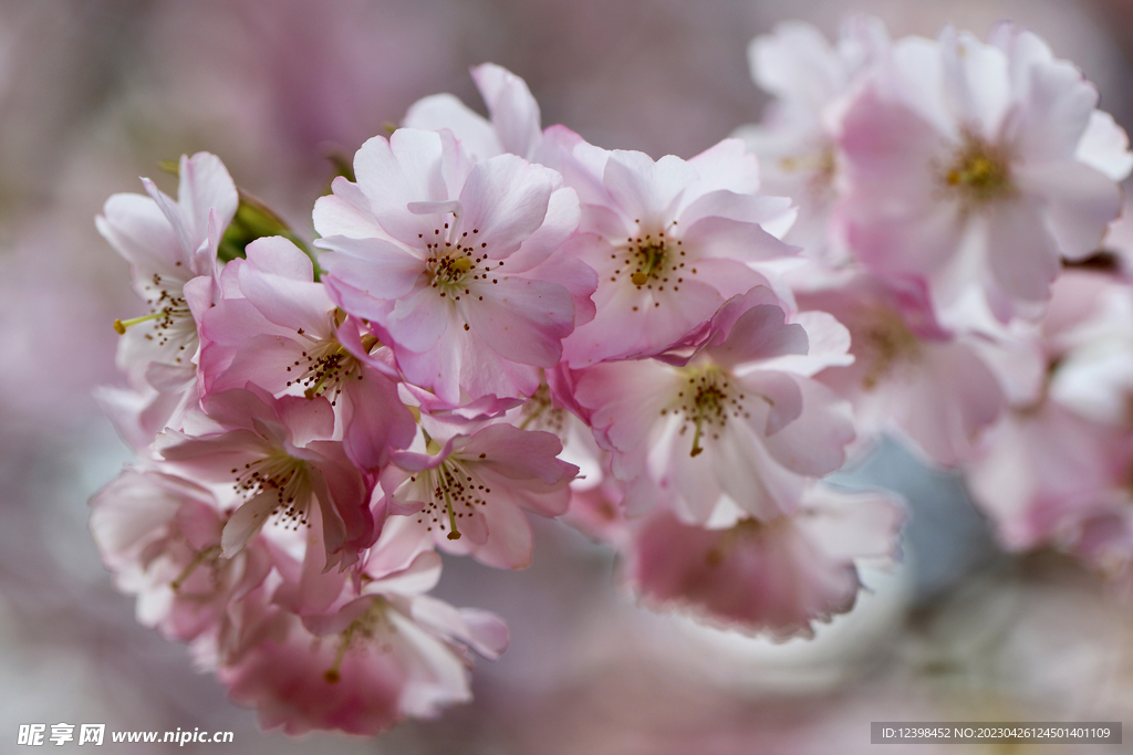 樱花