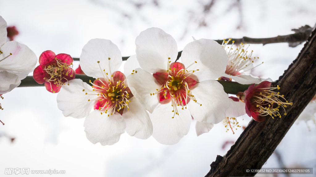 樱花