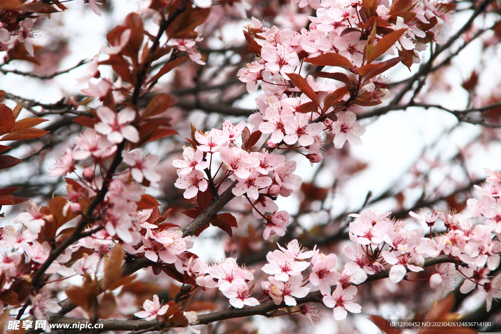 樱花