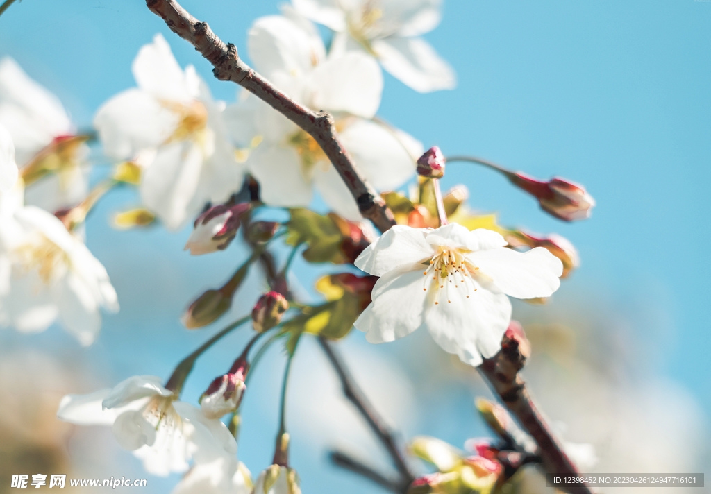 樱花