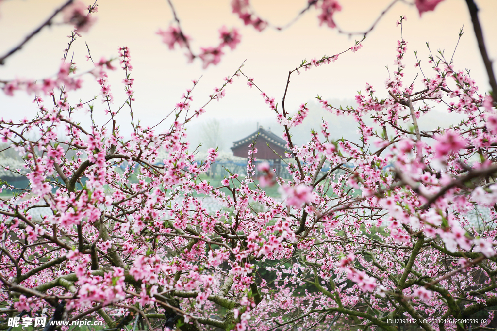 樱花