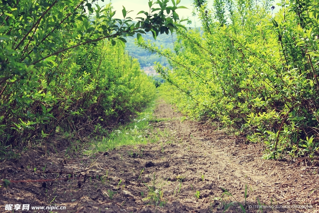 林间小路