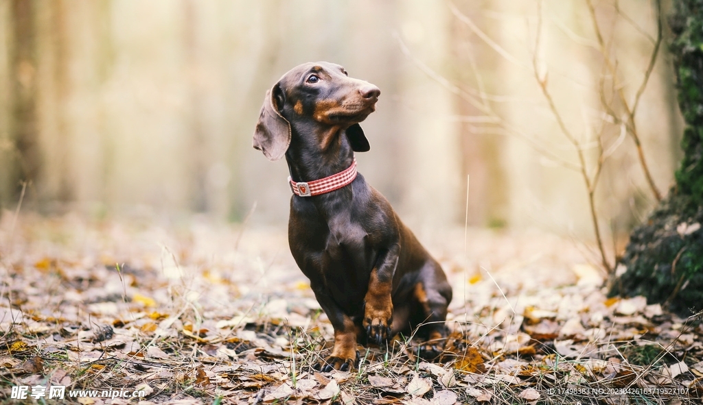 腊肠犬