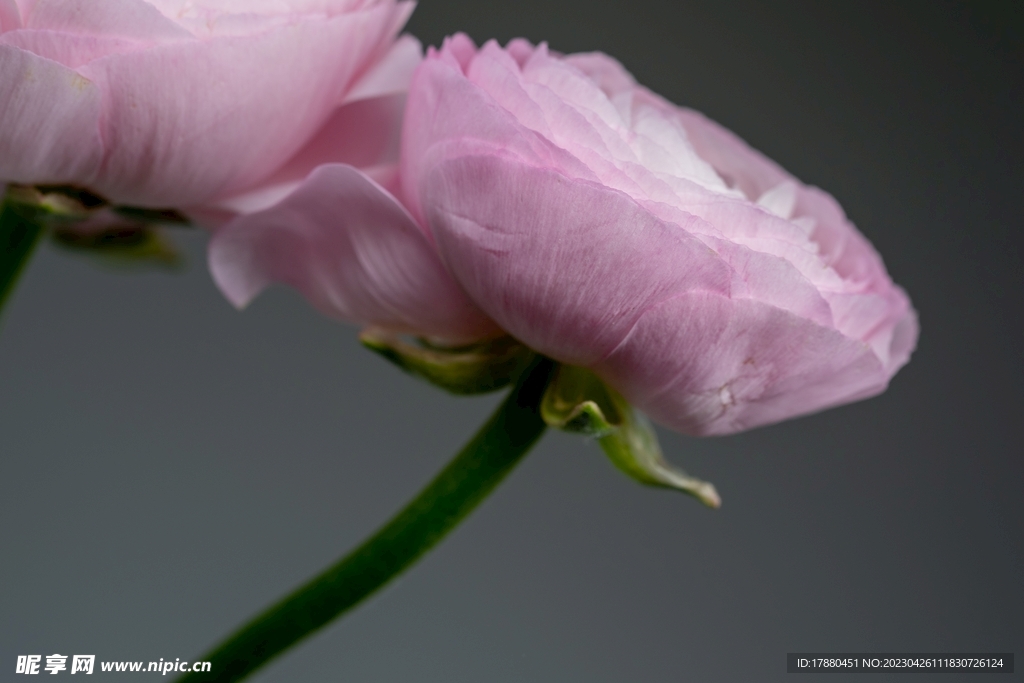 花毛茛