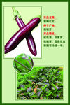 茄子海报