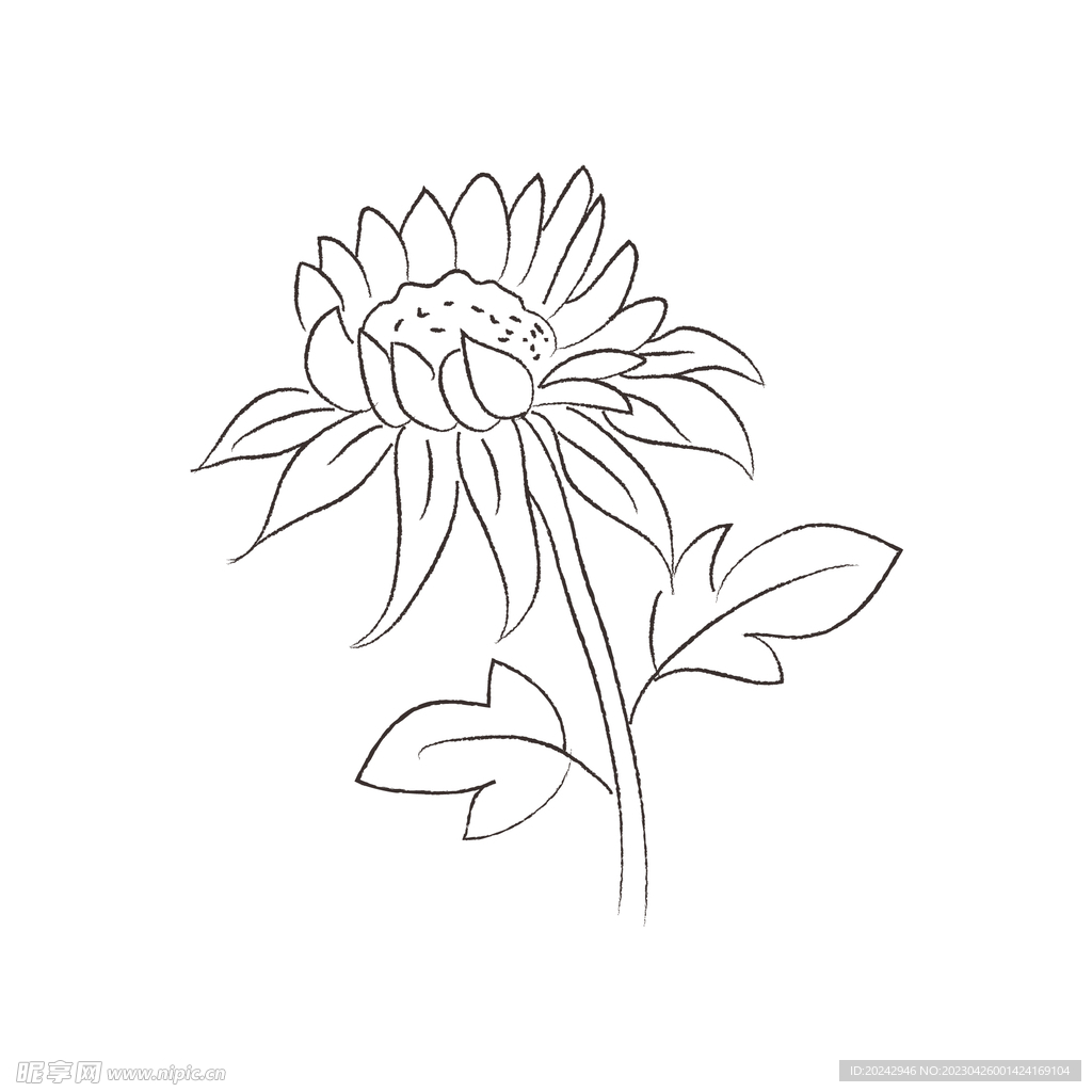 花卉黑白线稿   