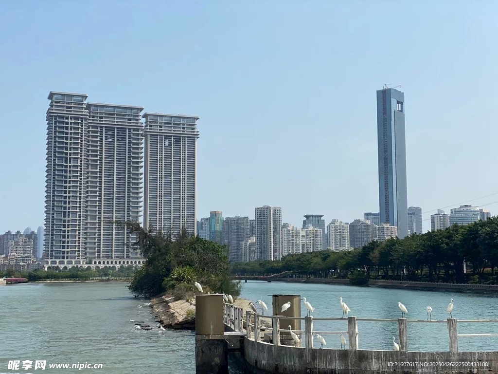 白鹭