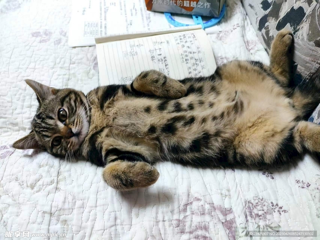 狸花猫