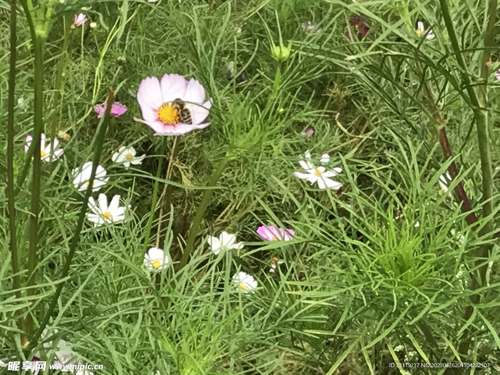 春日花草蜜蜂抓拍