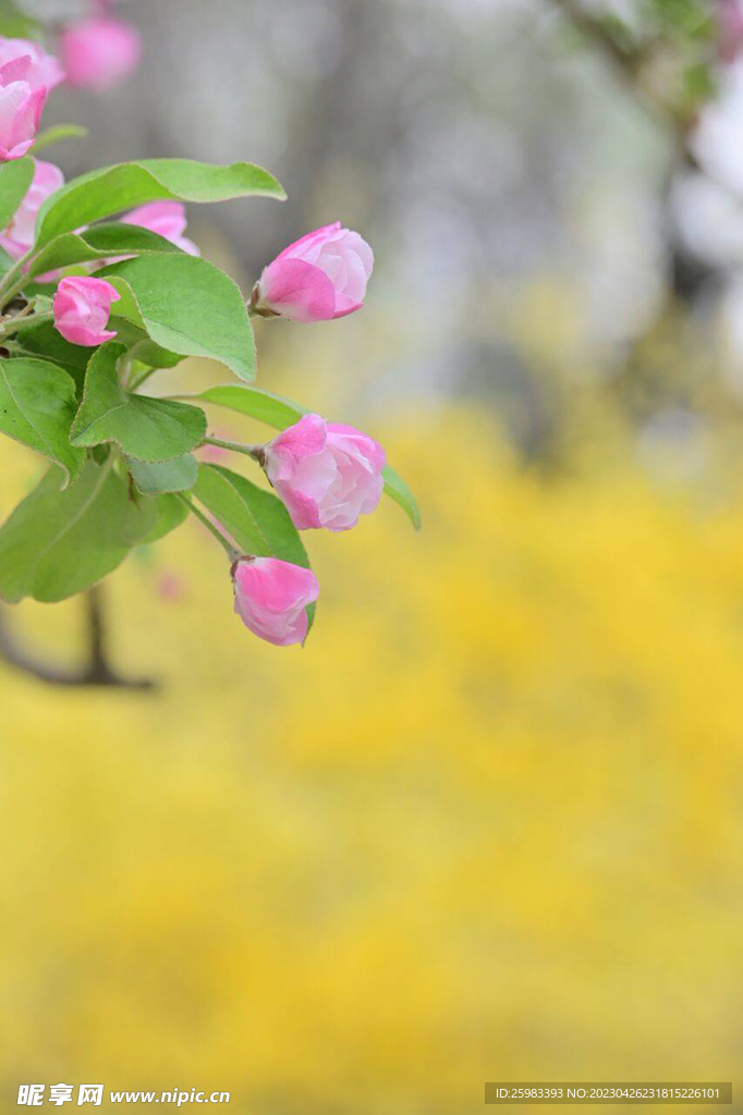 花蕾
