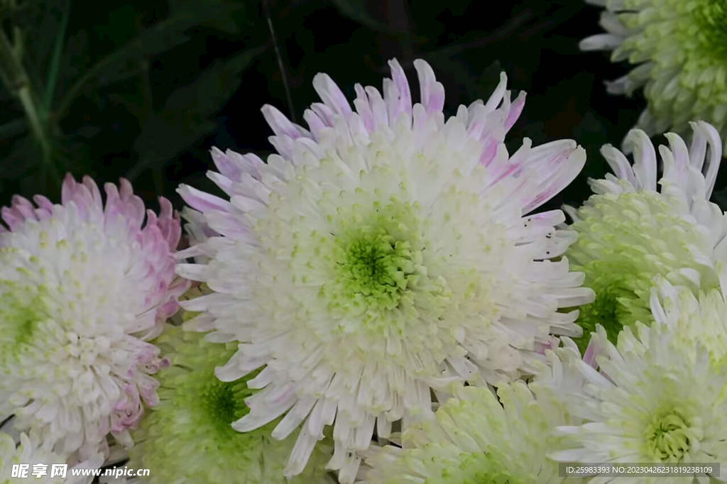 菊花