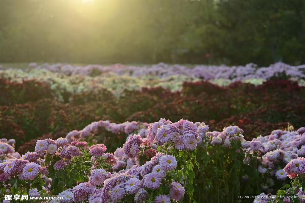 花