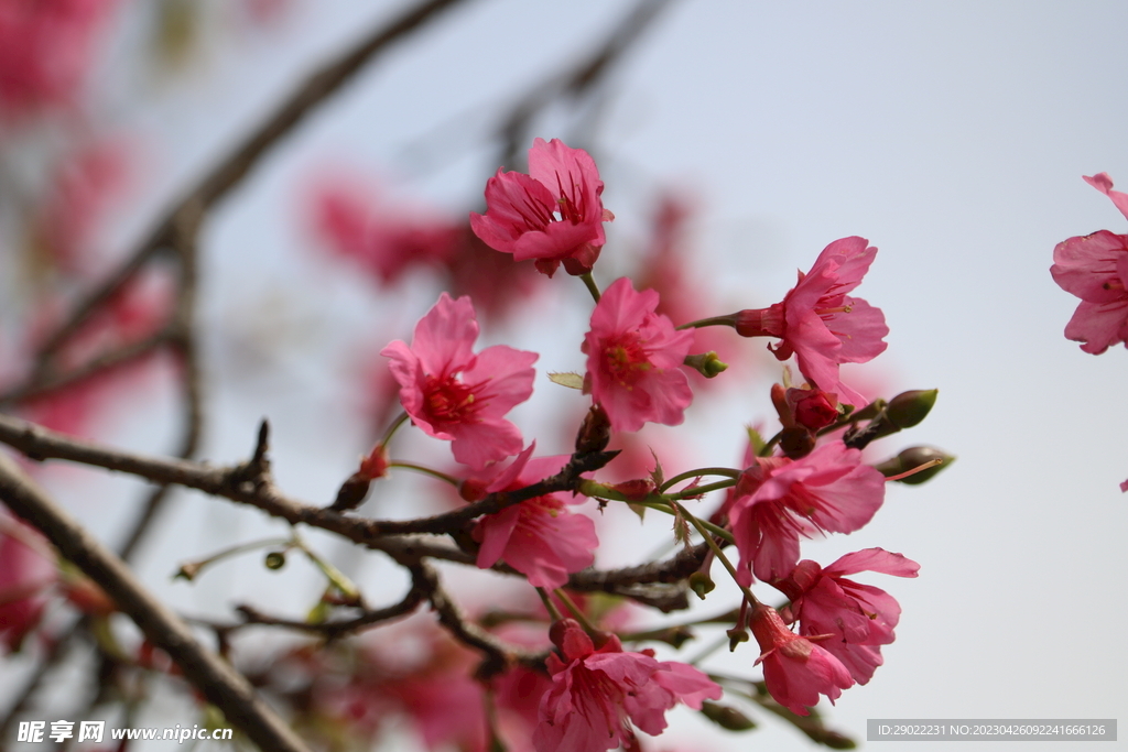 粉红色广州樱花高清大图