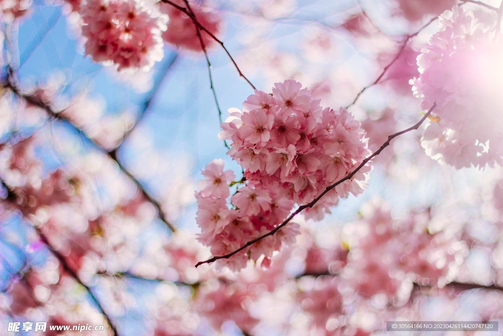 樱花