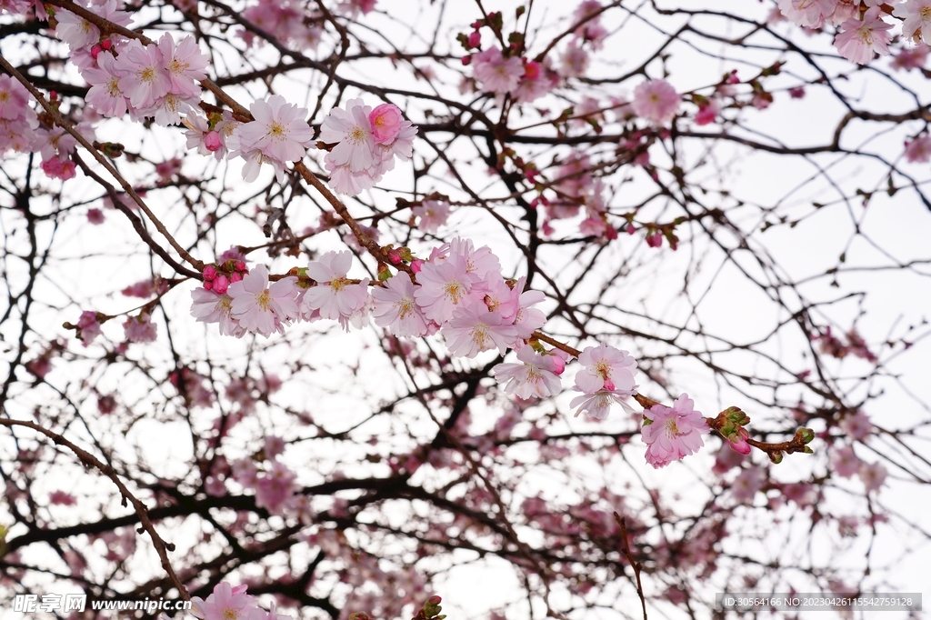 樱花
