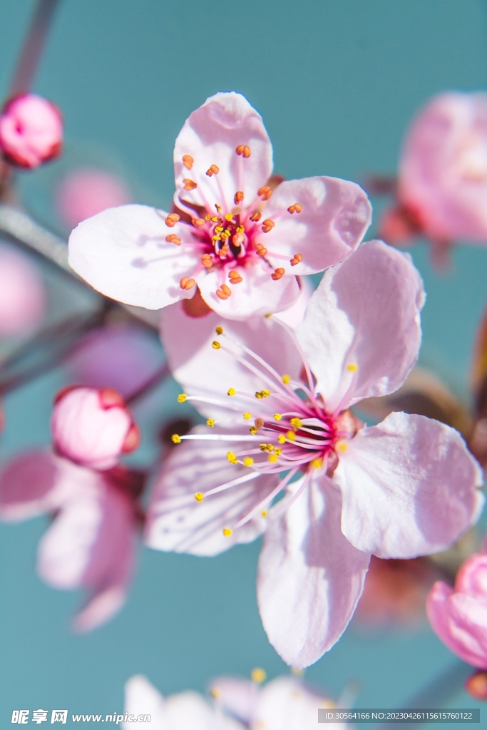 樱花
