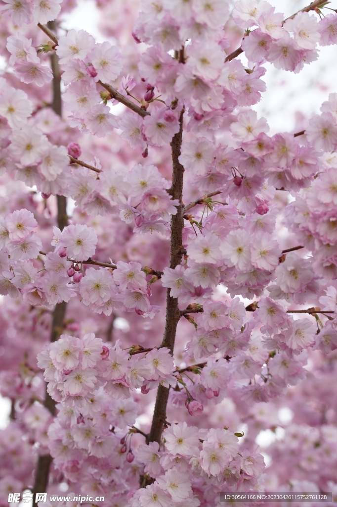 樱花