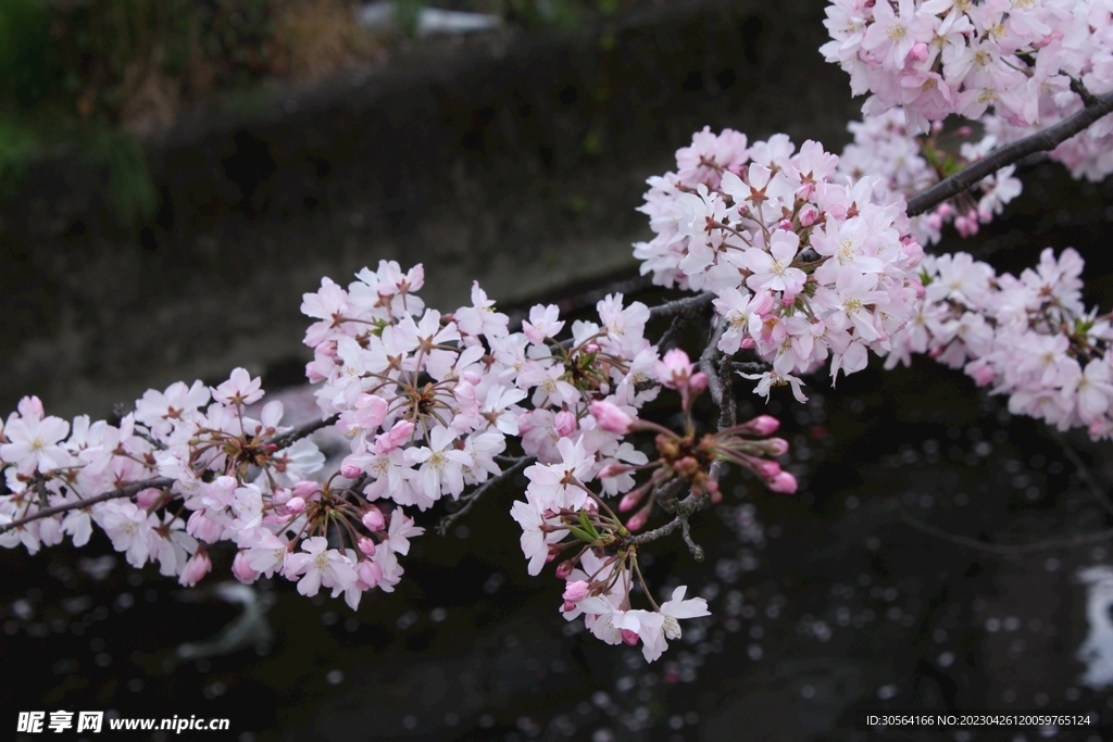 樱花