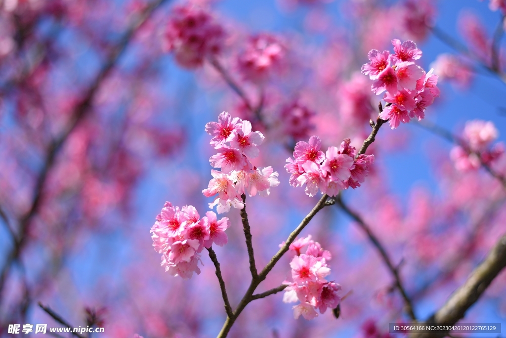 樱花