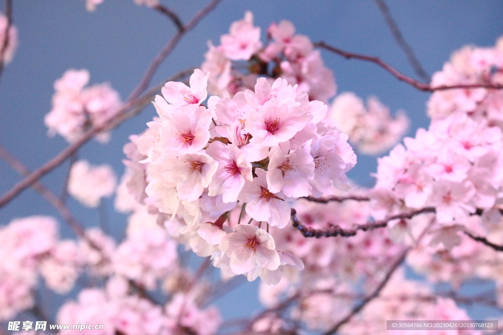 樱花