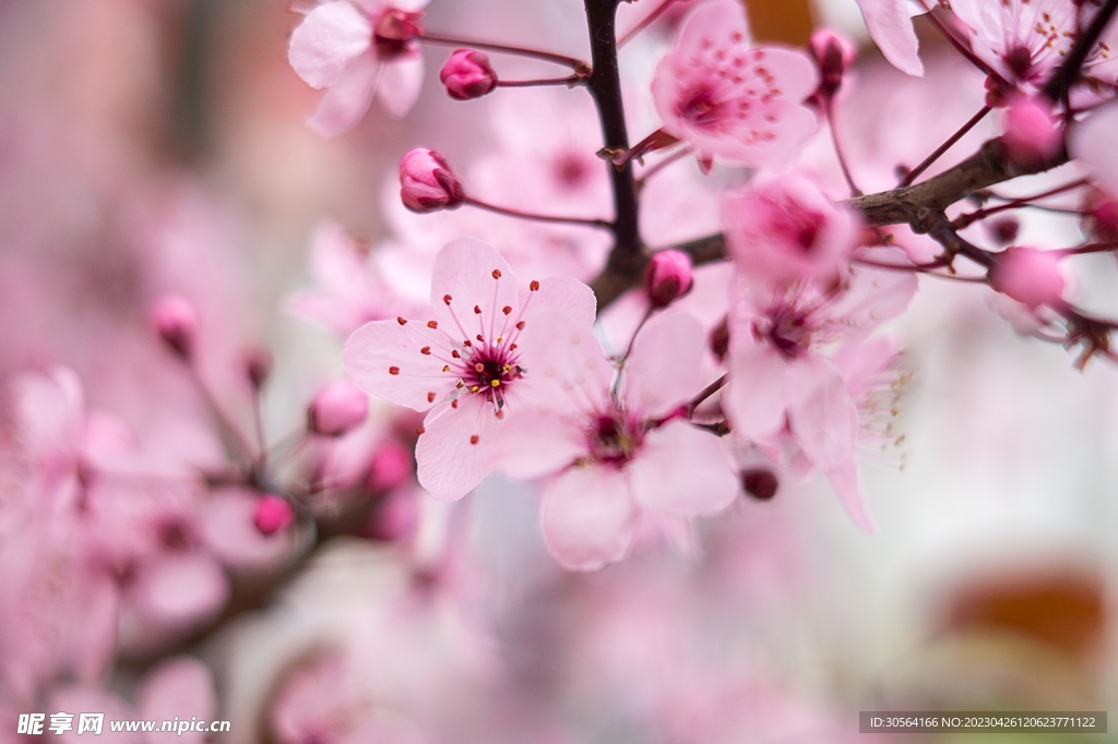樱花