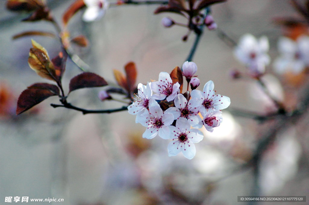 樱花