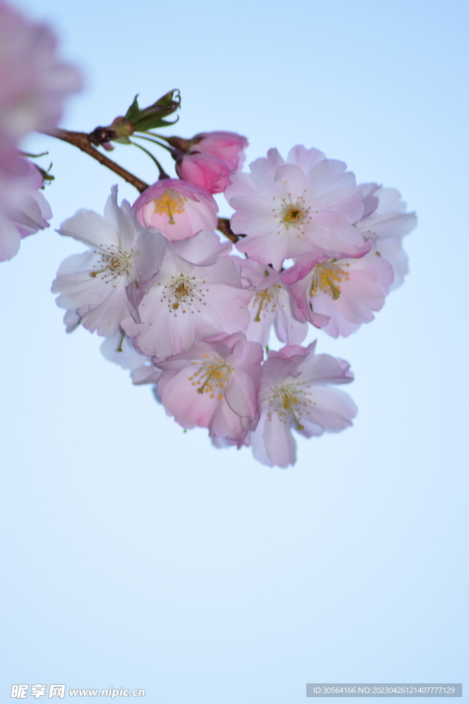 樱花