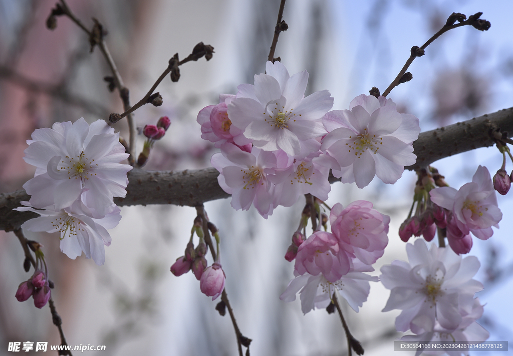 樱花