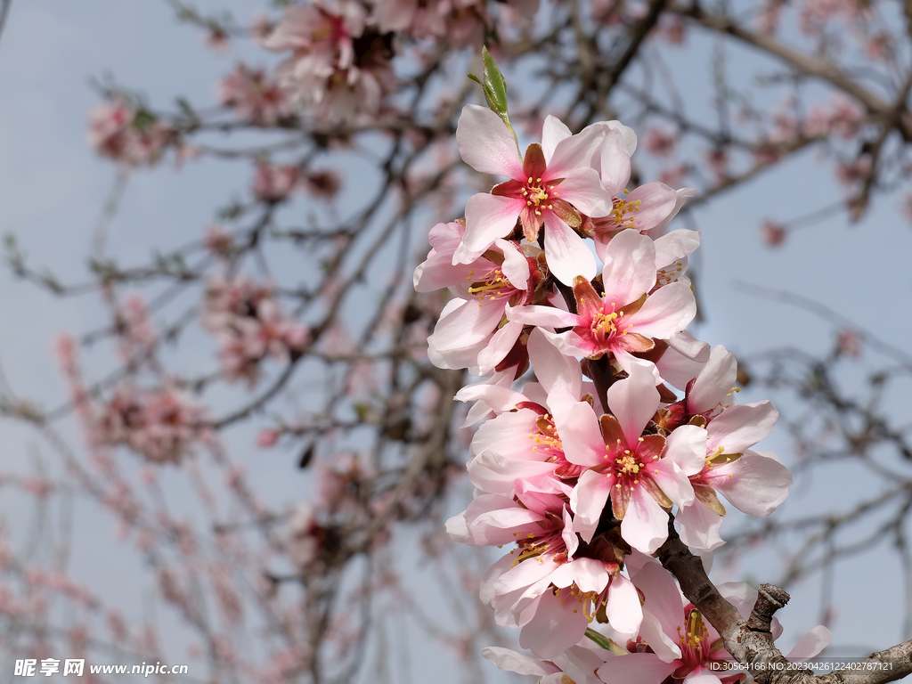 樱花