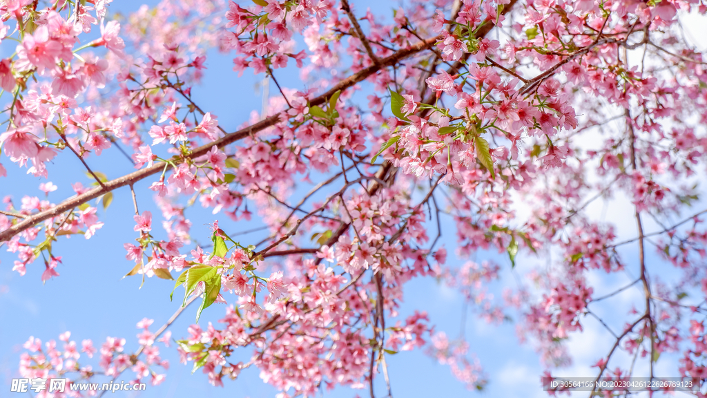 樱花