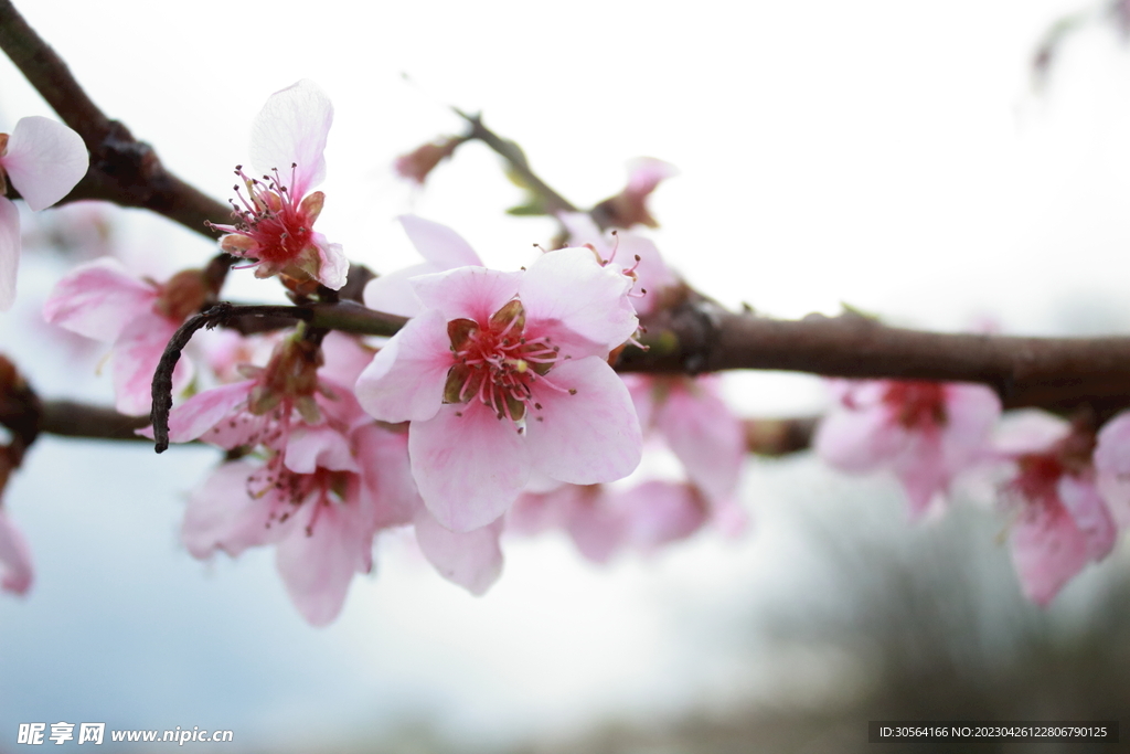 樱花