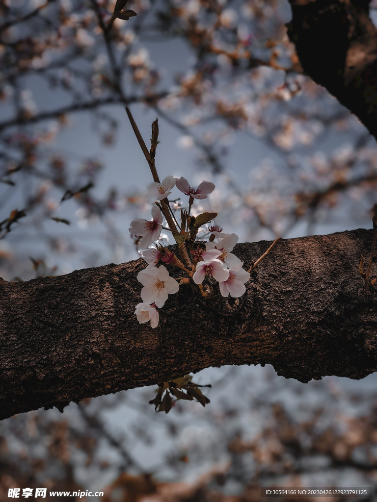 樱花