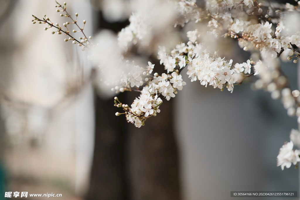 樱花