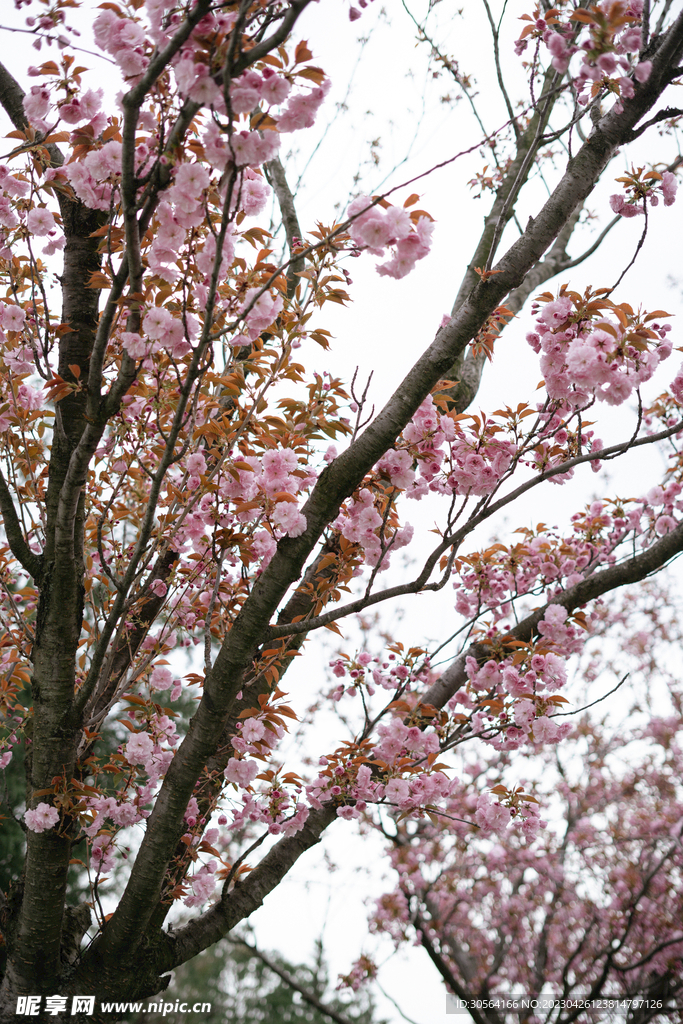 樱花
