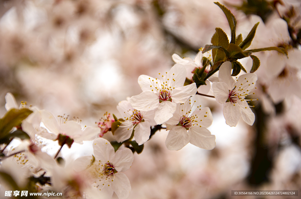 樱花