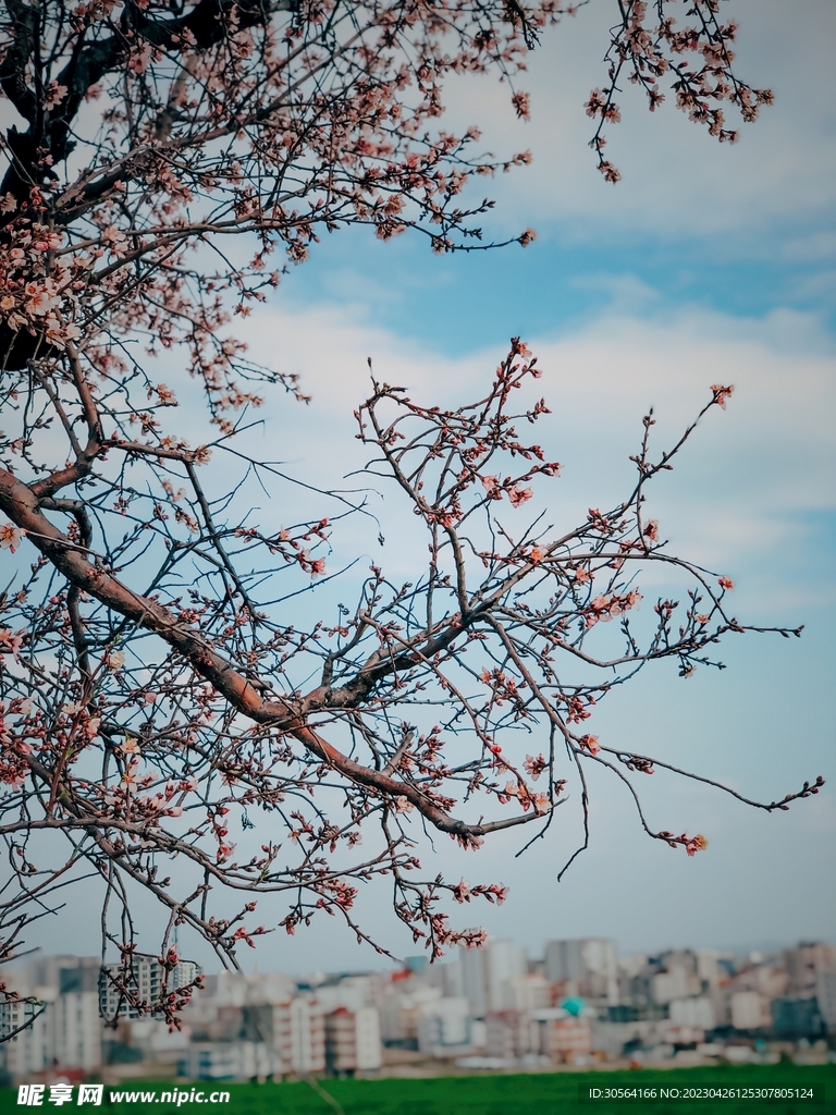 樱花