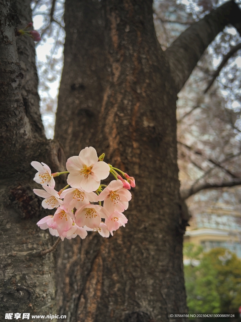 樱花
