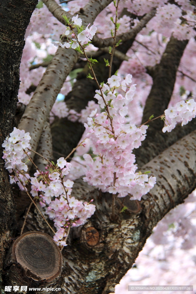 樱花