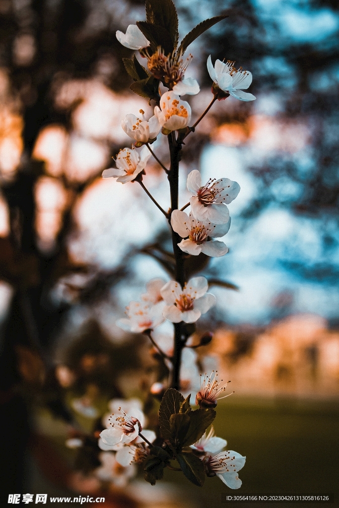 樱花