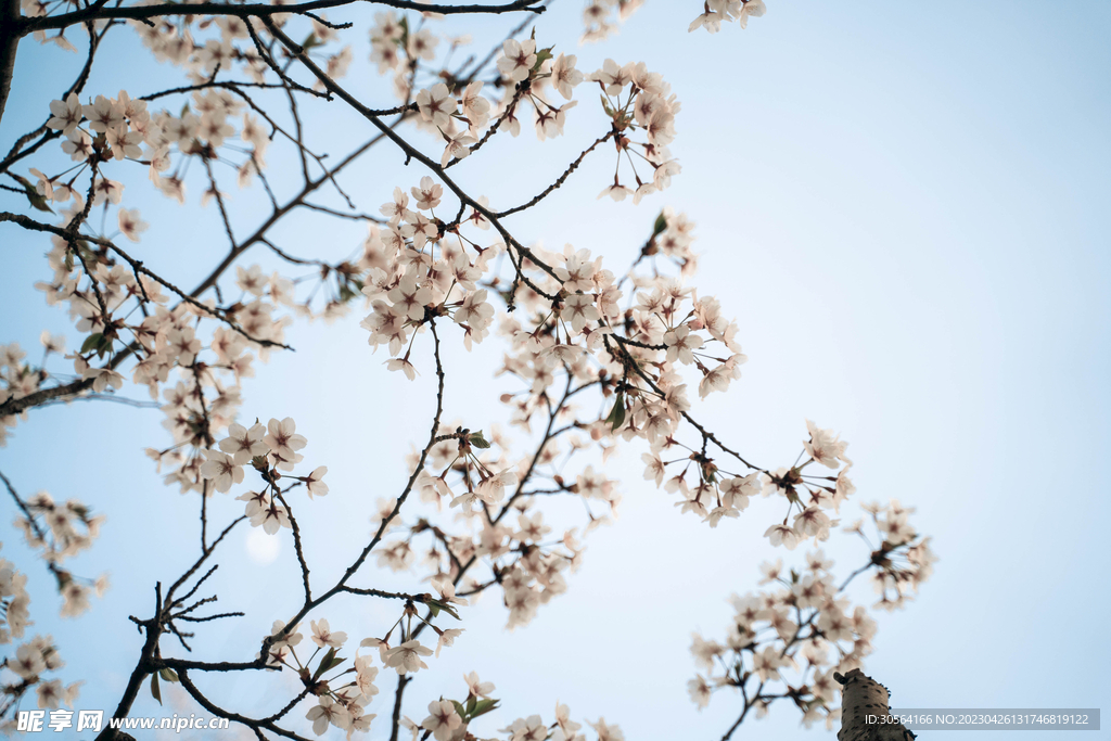 樱花