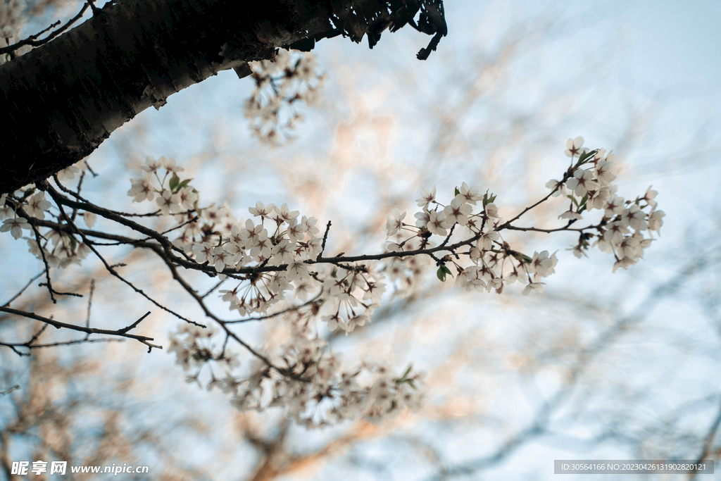 白色花朵