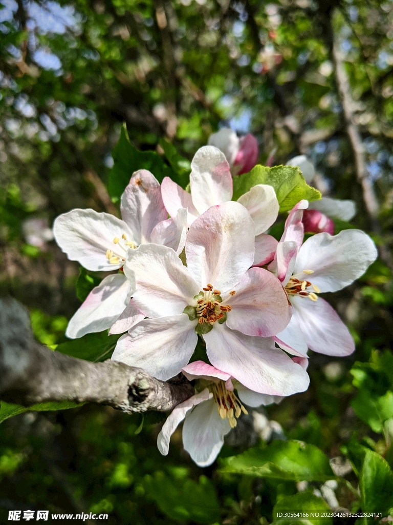 樱花