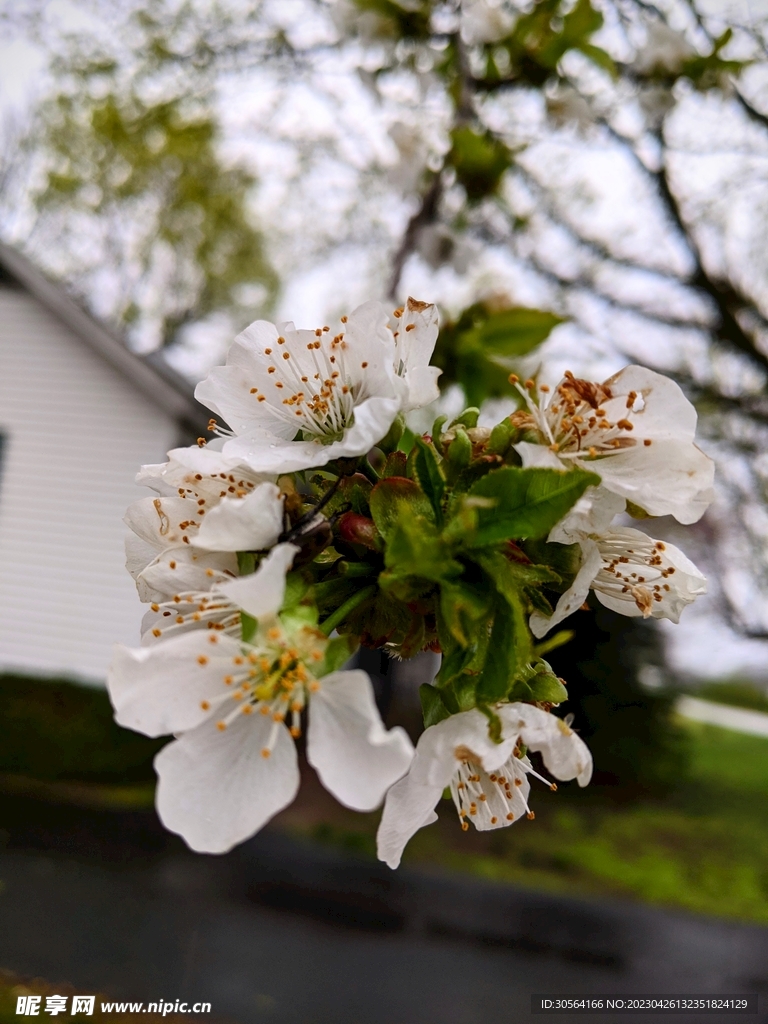 白色花蕊