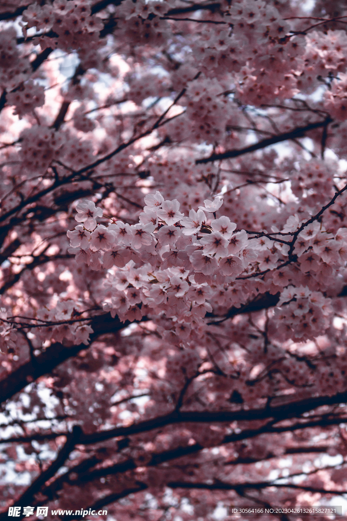 樱花