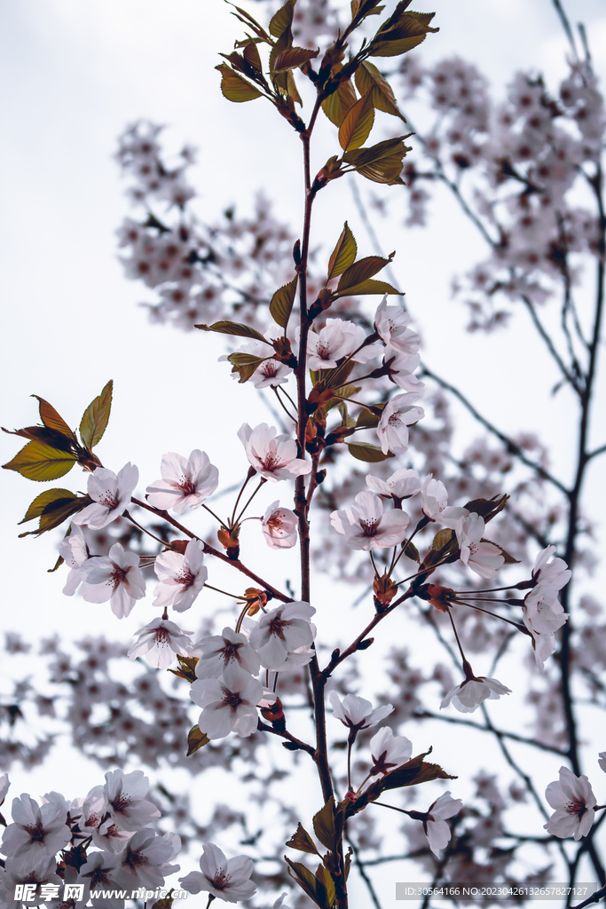 樱花