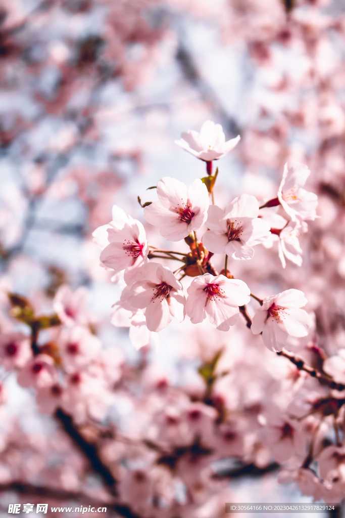 樱花