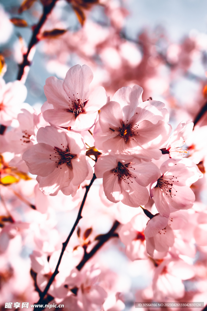樱花
