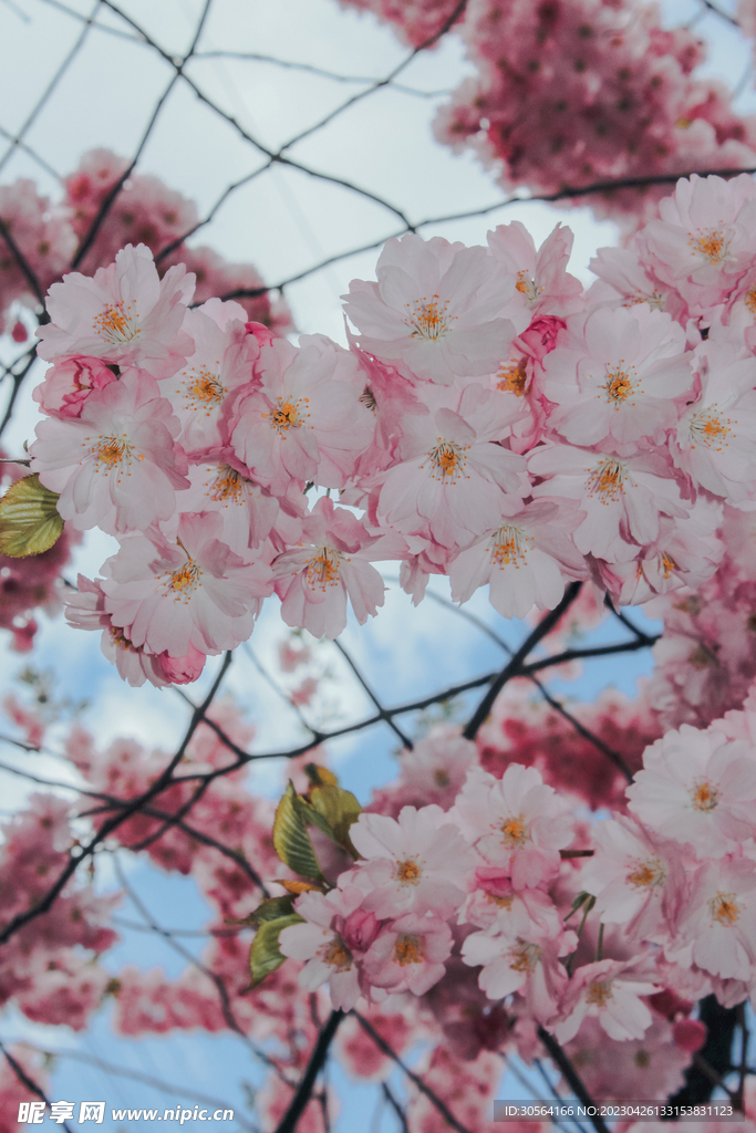 樱花