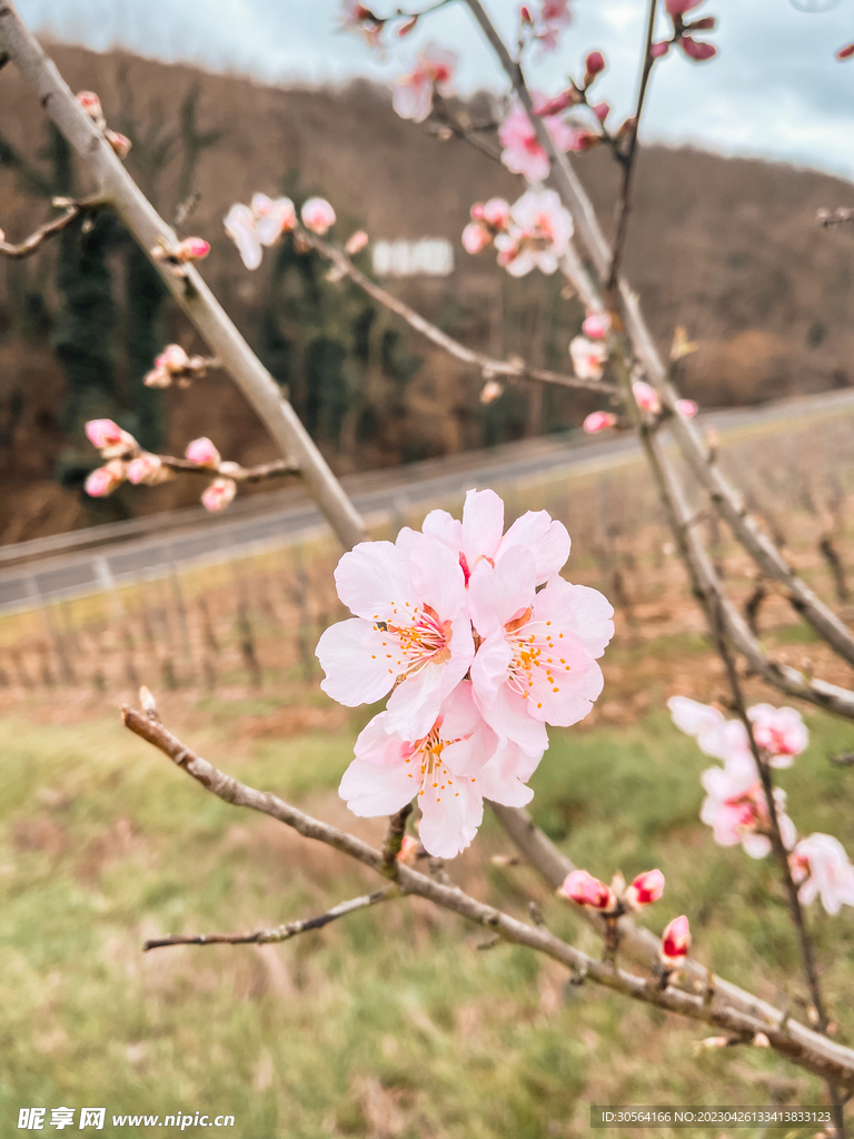 樱花